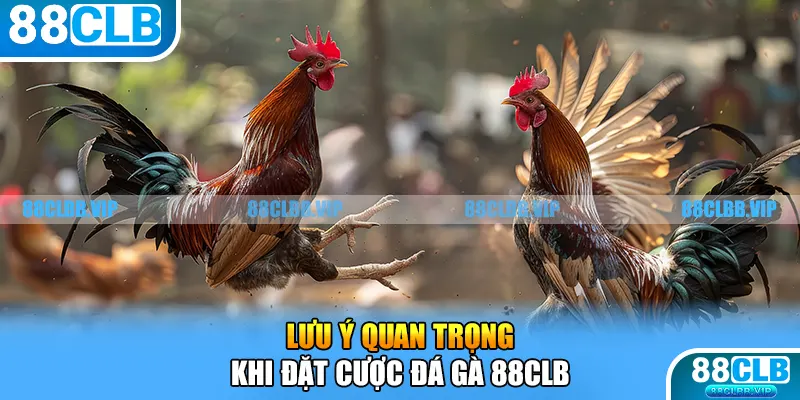 Lưu ý quan trọng khi đặt cược đá gà 88CLB