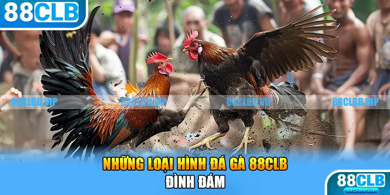 Những loại hình đá gà 88CLB đình đám