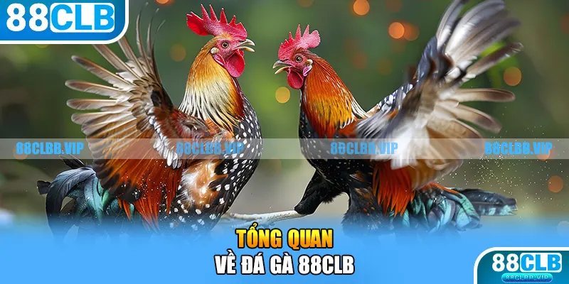 Tổng quan về đá gà 88CLB